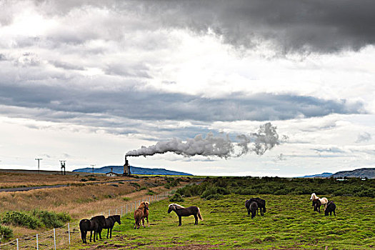 冰岛马,草场,地热,蒸汽,背景,冰岛