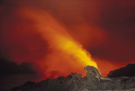 海鬣蜥,熔岩流,进入,海洋,夜晚,费尔南迪纳岛,加拉帕戈斯群岛,厄瓜多尔