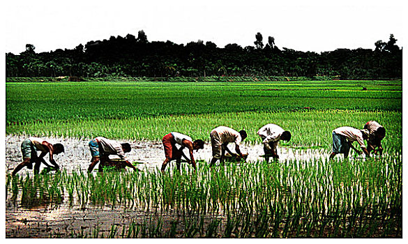 农民,培育,稻田,孟加拉,九月,2007年