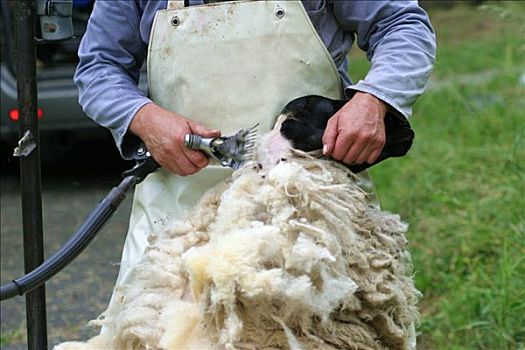 剪羊毛,绵羊,电,剪刀