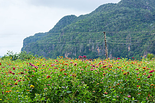 古巴,维尼亚雷斯,山谷,花地