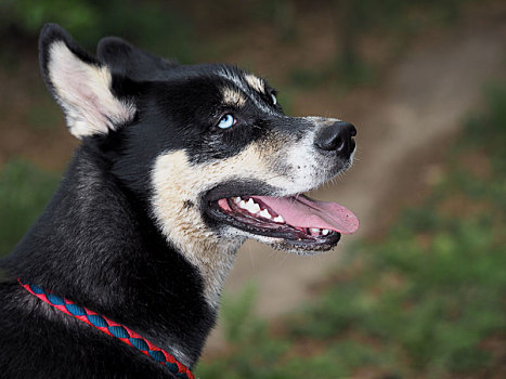 哈士奇犬,母狗