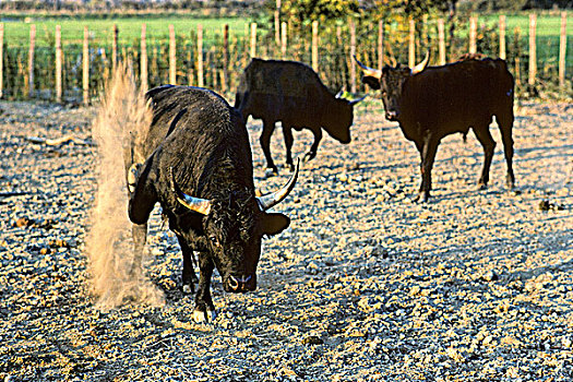 法国,普罗旺斯,公牛