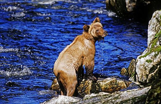棕熊,通加斯国家森林,阿拉斯加,美国