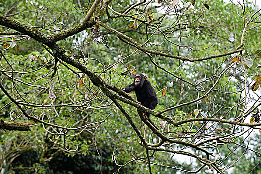黑猩猩,类人猿,觅食,幼兽,叶子,西部,乌干达