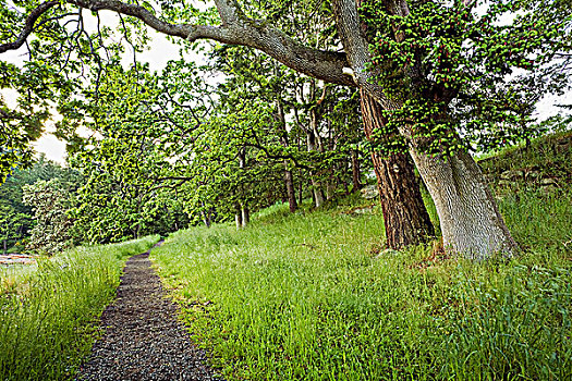 橡树,花旗松,省立公园,不列颠哥伦比亚省,加拿大