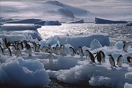 阿德利企鹅,群,浮冰,保利特岛,威德尔海,南极