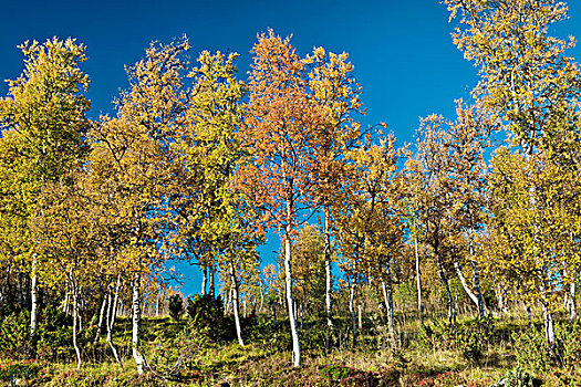 桦树,树,秋天,彩色,挪威,斯堪的纳维亚,欧洲