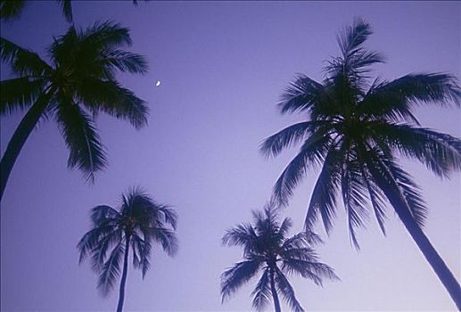 棕榈树,剪影,紫色天空,小,新月