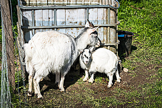 山羊,幼仔,乡村,环境,后面,围栏,春天