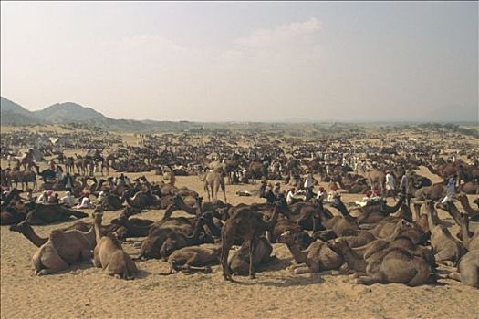 普什卡,骆驼,商贸,市集,印度