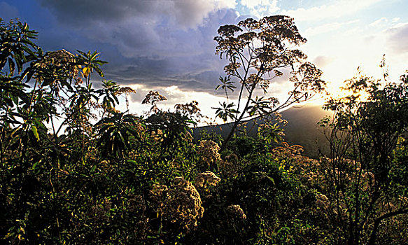 非洲,坦桑尼亚,恩戈罗恩戈罗,保护区,夕阳,雨林,排列,边缘,恩戈罗恩戈罗火山口