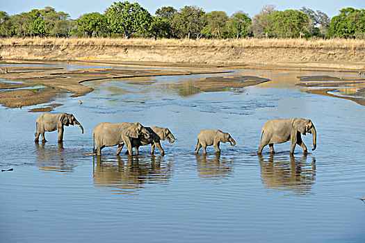 非洲象,群,喝,河,南卢安瓜国家公园,赞比亚,非洲