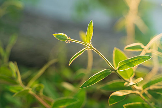 金银花藤