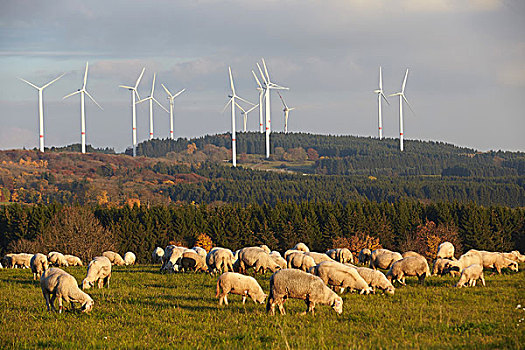 绵羊,放牧,正面,风轮机,莱茵兰普法尔茨州,德国,欧洲