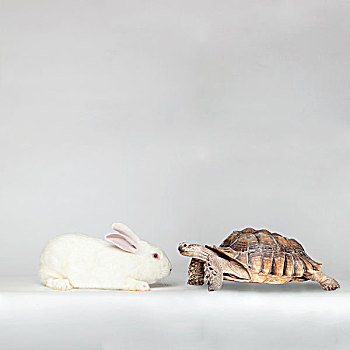 兔子,面对面,龟