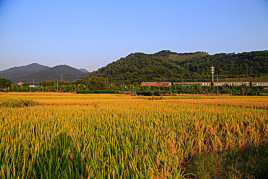 秋天的田野