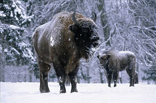 欧洲野牛,一对,雪中,欧洲