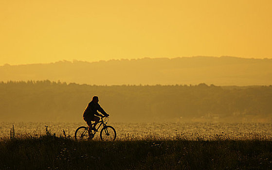英格兰,诺福克,一个,男人,骑自行车,日出
