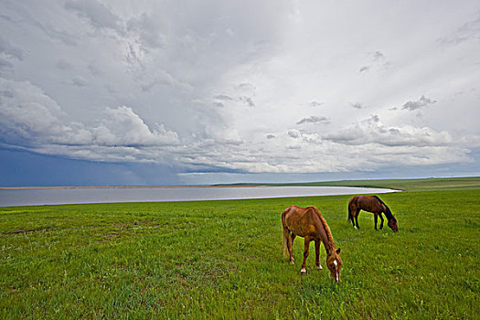 内蒙古呼伦贝尔草原