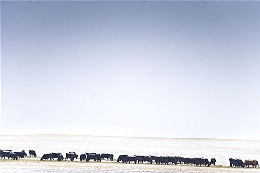 母牛,站立,地点,冬天,班芙国家公园,艾伯塔省,加拿大