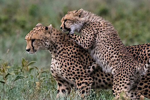 女性,印度豹,猎豹,幼兽,打斗,恩戈罗恩戈罗,保护区,塞伦盖蒂,坦桑尼亚