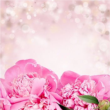 粉色,玫瑰,背景