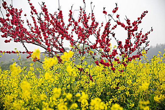 江苏兴化油菜花