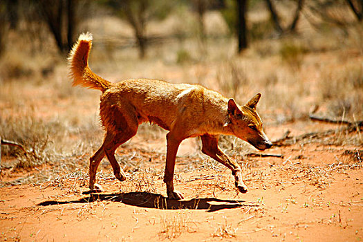 澳洲野狗,澳大利亚,内陆地区,北领地州