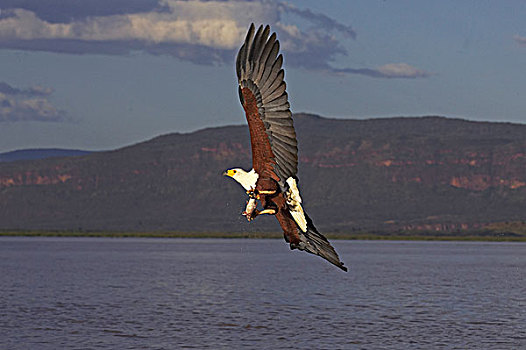 非洲鱼鹰,吼海雕,爪,捕鱼,湖,肯尼亚