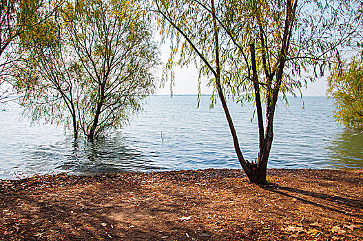 湖畔的树木