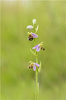 蜂兰花