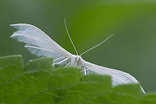 白色蛾子种类图片