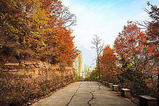 道路,落叶