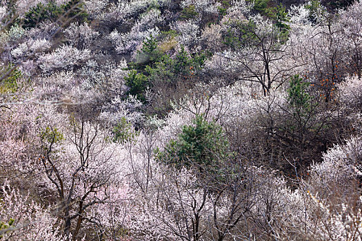 山花烂漫,怀柔黄花城