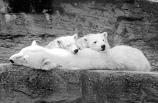 北极熊,动物,两个,幼兽,70年代,精准,地点,未知,奥地利,欧洲