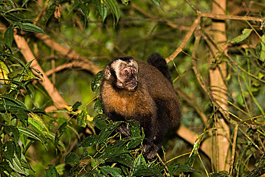 黑色,棕色卷尾猴,枝头,玛努国家公园,秘鲁