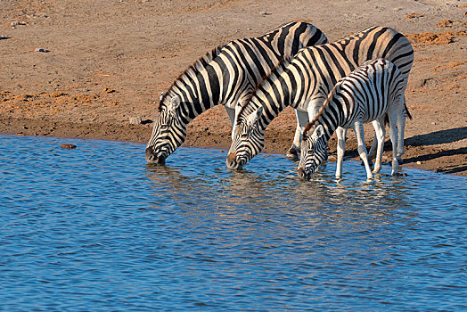 斑马,马,小马,喝,水潭,埃托沙国家公园,纳米比亚,非洲