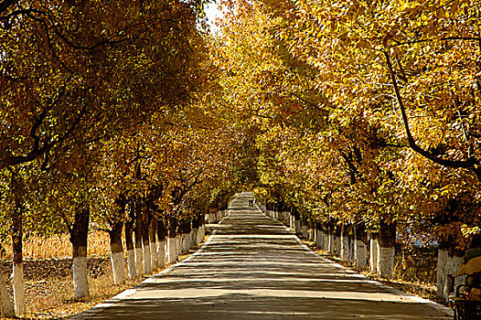 道路,乡村,晚秋,丽江,云南,中国,十二月