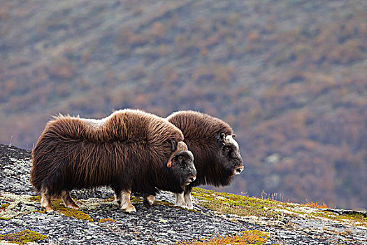 两个,麝牛,国家公园,挪威