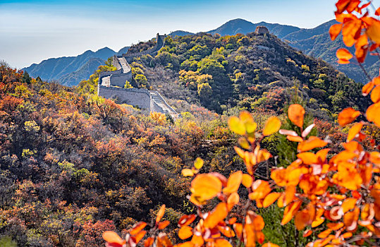 秋天北京八达岭国家森林公园红叶岭长城