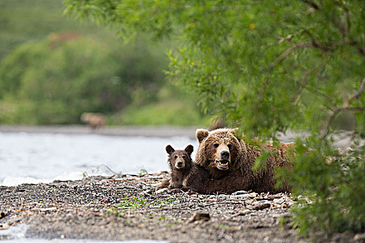 棕熊,幼兽,堪察加半岛,俄罗斯,欧洲