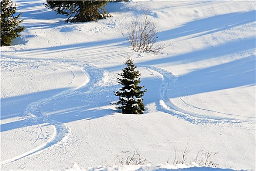 滑雪,冷杉,雪,斜坡