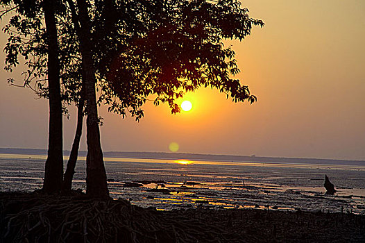 日落,红树林,树林,世界,库尔纳市,孟加拉,十一月,2005年