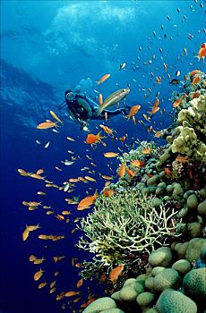 潜水者,珊瑚礁,西奈,埃及,红海,水下