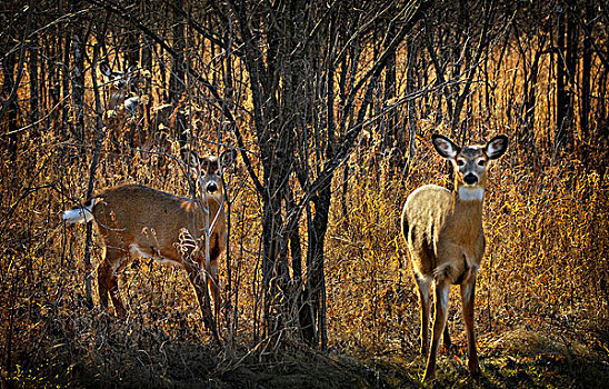 白尾鹿,树林,渥太华,安大略省,加拿大