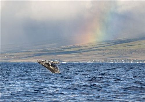 夏威夷,毛伊岛,驼背鲸,鲸跃,岛屿,背景