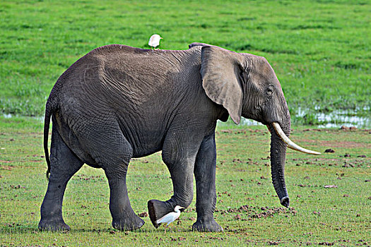 非洲,灌木,大象,非洲象,雌性,湿地,安伯塞利国家公园,肯尼亚