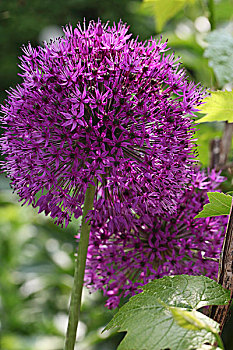 葱属植物,花