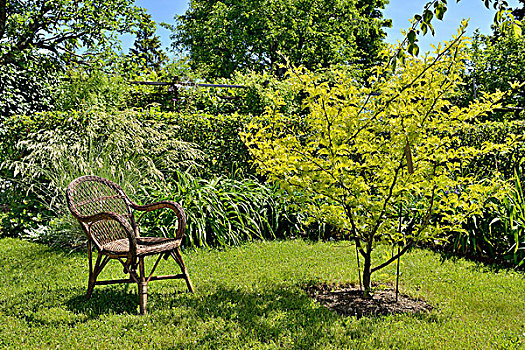 柳条椅,靠近,小,树,花园